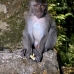 monkey_macaque_balinese_mf_ubud_v_1167_bal4885.jpg